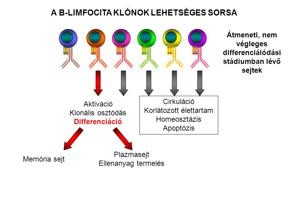 A B-LIMFOCITA KLÓNOK LEHETSÉGES SORSA Aktiváció Klonális osztódás Differenciáció Plazmasejt Ellenanyag termelés Memória sejt Cirkuláció Korlátozott élettartam Homeosztázis Apoptózis Átmeneti, nem végleges differenciálódási stádiumban lévő sejtek