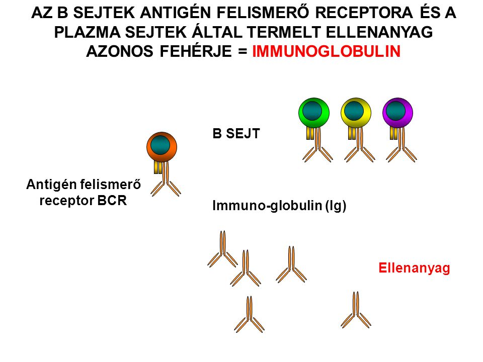 Ellenanyag AZ B SEJTEK ANTIGÉN FELISMERŐ RECEPTORA ÉS A PLAZMA SEJTEK ÁLTAL TERMELT ELLENANYAG AZONOS FEHÉRJE = IMMUNOGLOBULIN Antigén felismerő receptor BCR Immuno-globulin (Ig) B SEJT
