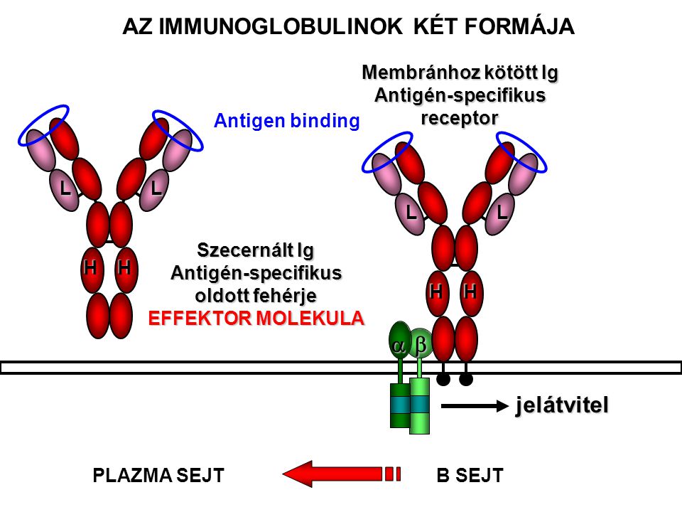 a a HH LL Szecernált Ig Antigén-specifikus oldott fehérje EFFEKTOR MOLEKULA  jelátvitel HH LL AZ IMMUNOGLOBULINOK KÉT FORMÁJA Membránhoz kötött Ig Antigén-specifikusreceptor B SEJTPLAZMA SEJT Antigen binding