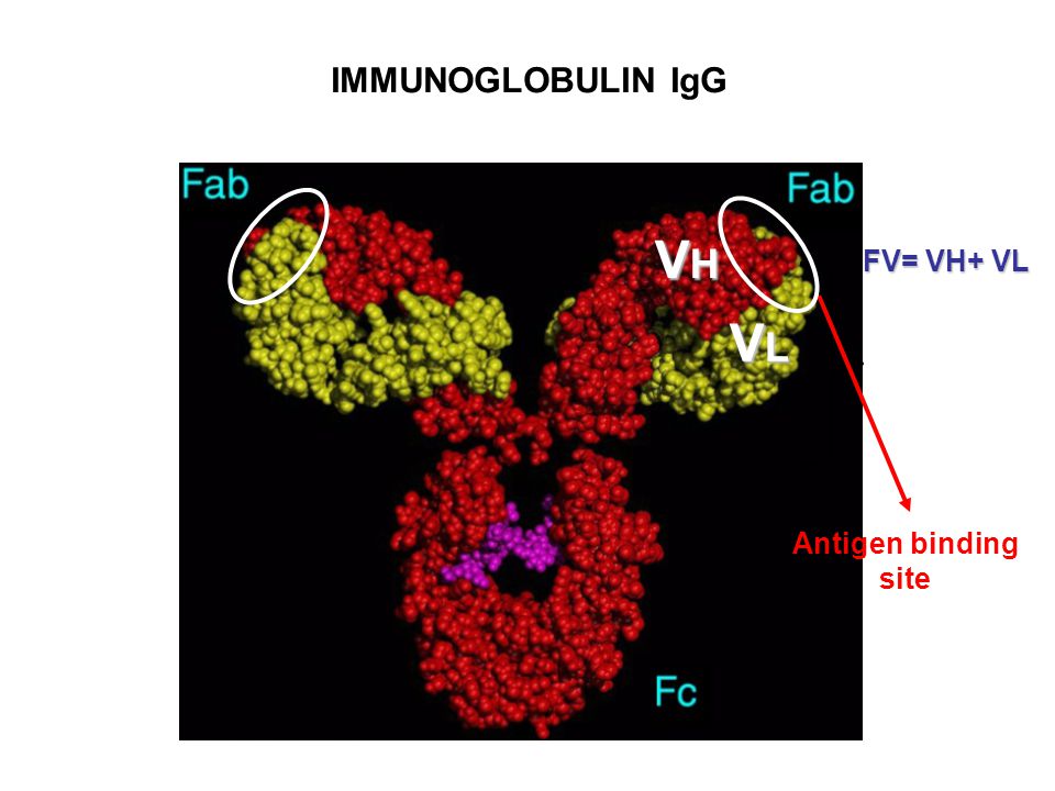 FV= VH+ VL VHVHVHVH VLVLVLVL IMMUNOGLOBULIN IgG Antigen binding site