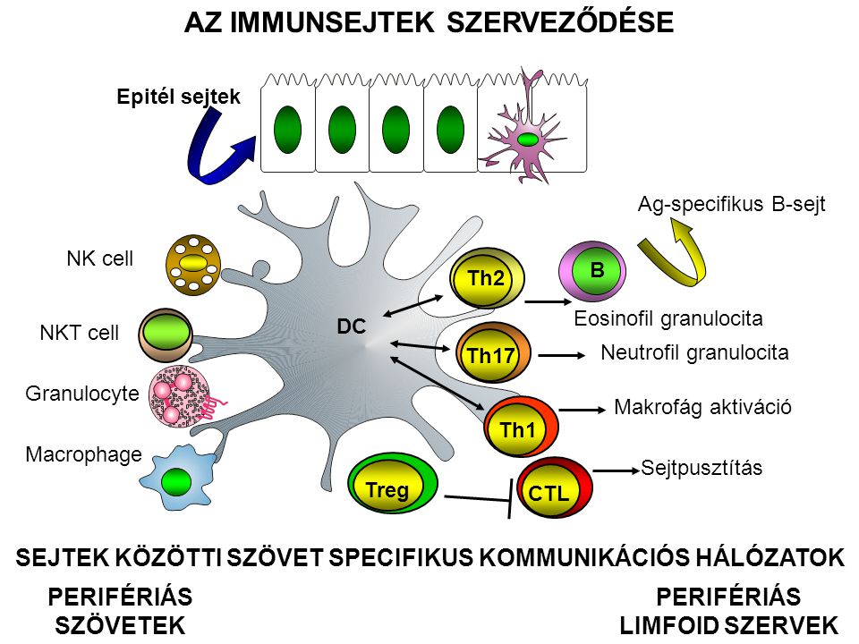 DC Epitél sejtek PERIFÉRIÁS LIMFOID SZERVEK PERIFÉRIÁS SZÖVETEK SEJTEK KÖZÖTTI SZÖVET SPECIFIKUS KOMMUNIKÁCIÓS HÁLÓZATOK Makrofág aktiváció Sejtpusztítás Neutrofil granulocita B Ag-specifikus B-sejt Eosinofil granulocita Th17 Th2 Treg CTL Th1 AZ IMMUNSEJTEK SZERVEZŐDÉSE Granulocyte Macrophage NK cell NKT cell