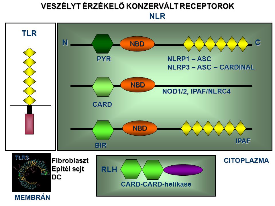 TLR CITOPLAZMA CARD-CARD-helikase RLH VESZÉLYT ÉRZÉKELŐ KONZERVÁLT RECEPTOROK NLR Leucin rich repeats Nucleotide binding domain MEMBRÁNTLR3Fibroblaszt Epitél sejt DC NLRP1 – ASC NLRP3 – ASC – CARDINAL NBD NC PYR CARD NOD1/2, IPAF/NLRC4 BIR IPAF NBD NBD