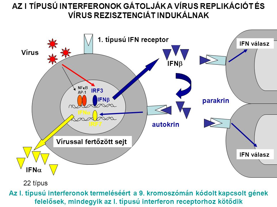 parakrin autokrin Vírussal fertőzött sejt 22 típus IFN  IFN  IFN válasz IRF3 IRF7 Vírus IFN  IFN  NF  B AP-1 1.