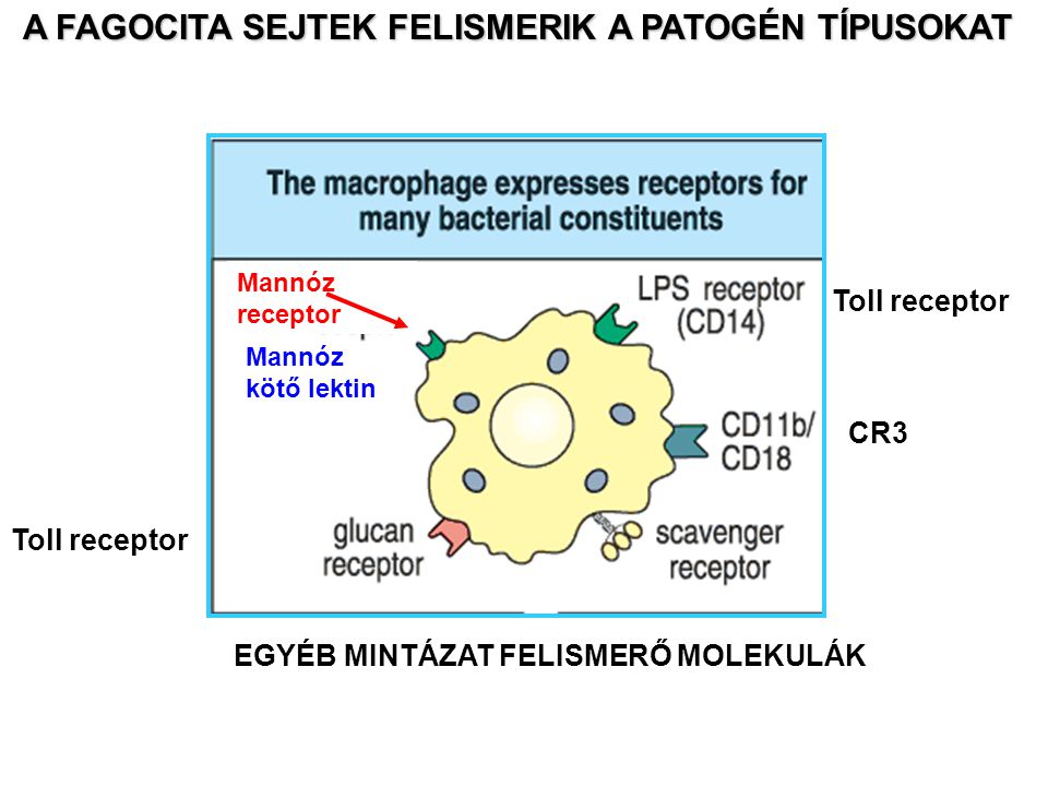 Mannóz receptor CR3 Toll receptor A FAGOCITA SEJTEK FELISMERIK A PATOGÉN TÍPUSOKAT A FAGOCITA SEJTEK FELISMERIK A PATOGÉN TÍPUSOKAT EGYÉB MINTÁZAT FELISMERŐ MOLEKULÁK Mannóz kötő lektin