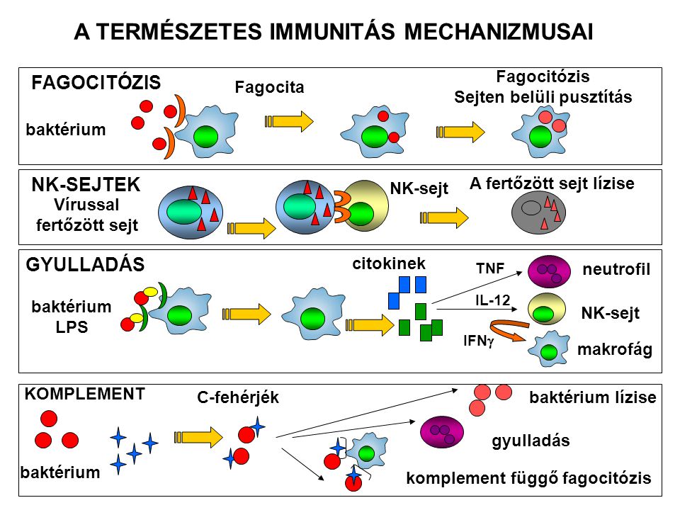 baktérium C-fehérjékbaktérium lízise gyulladás komplement függő fagocitózis KOMPLEMENT Fagocitózis Sejten belüli pusztítás FAGOCITÓZIS Fagocita baktérium A TERMÉSZETES IMMUNITÁS MECHANIZMUSAI GYULLADÁS baktérium LPS citokinek neutrofil NK-sejt makrofág TNF IL-12 IFN  NK-SEJTEK Vírussal fertőzött sejt NK-sejt A fertőzött sejt lízise