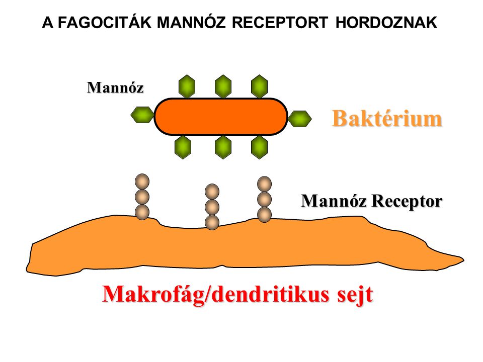 Makrofág/dendritikus sejt Mannóz Receptor Baktérium Mannóz A FAGOCITÁK MANNÓZ RECEPTORT HORDOZNAK