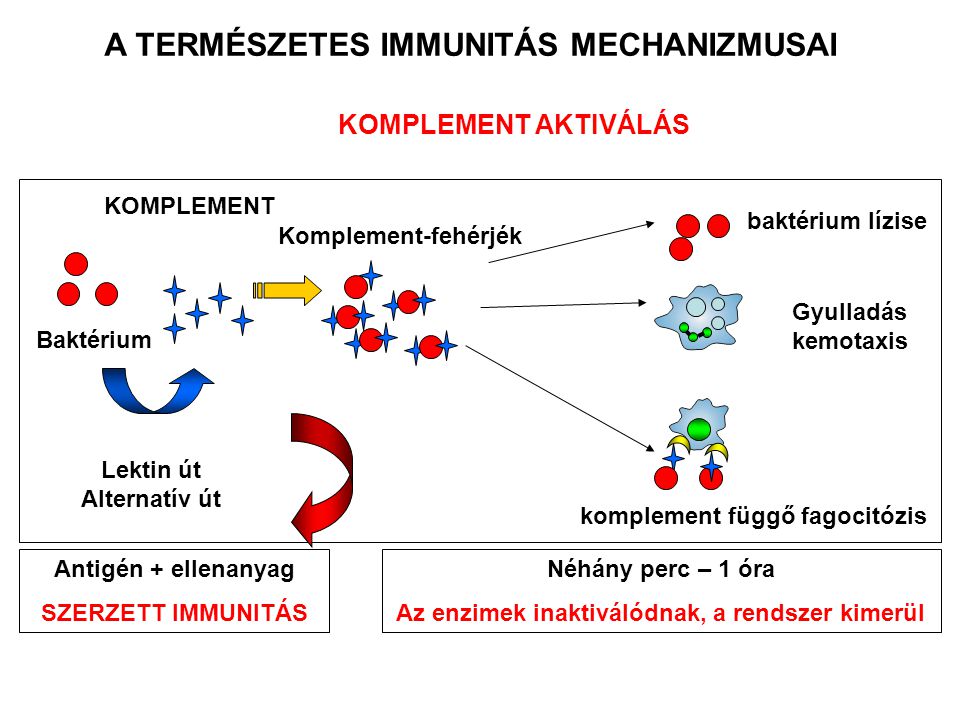 baktérium lízise KOMPLEMENT AKTIVÁLÁS A TERMÉSZETES IMMUNITÁS MECHANIZMUSAI Gyulladás kemotaxis komplement függő fagocitózis Baktérium KOMPLEMENT Lektin út Alternatív út Antigén + ellenanyag SZERZETT IMMUNITÁS Komplement-fehérjék Néhány perc – 1 óra Az enzimek inaktiválódnak, a rendszer kimerül