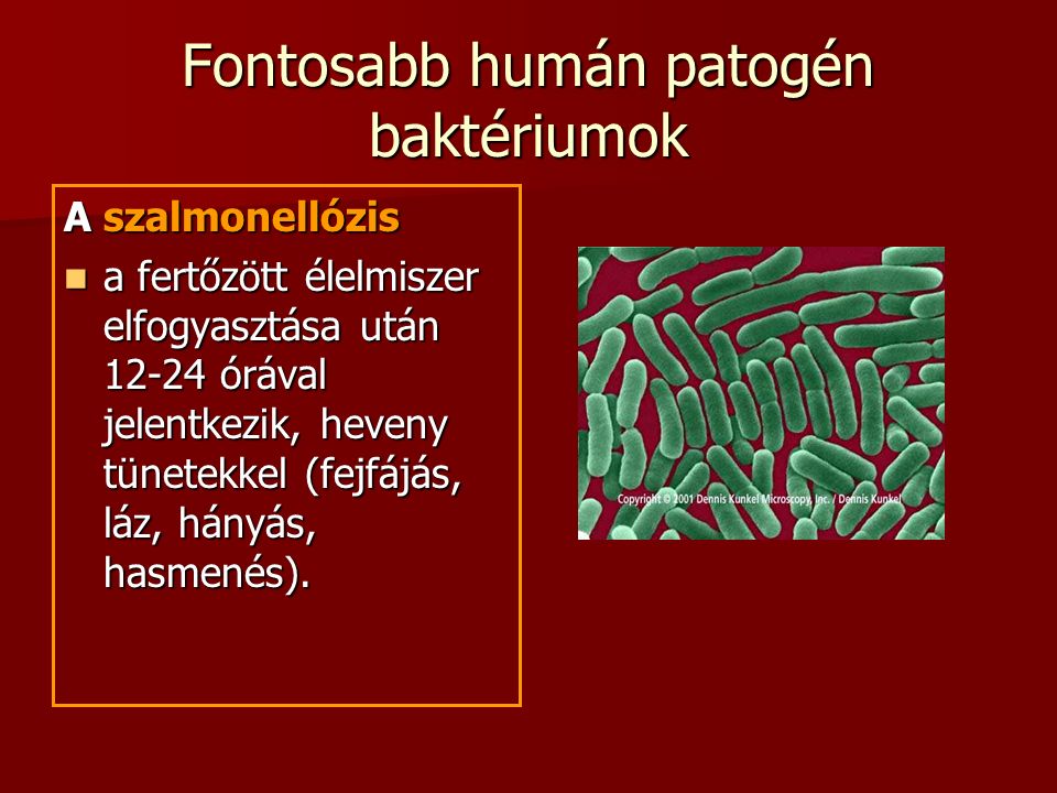 Fontosabb humán patogén baktériumok A szalmonellózis a fertőzött élelmiszer elfogyasztása után órával jelentkezik, heveny tünetekkel (fejfájás, láz, hányás, hasmenés).