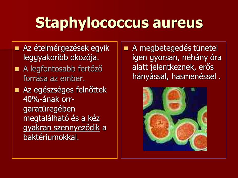 Staphylococcus aureus Az ételmérgezések egyik leggyakoribb okozója.