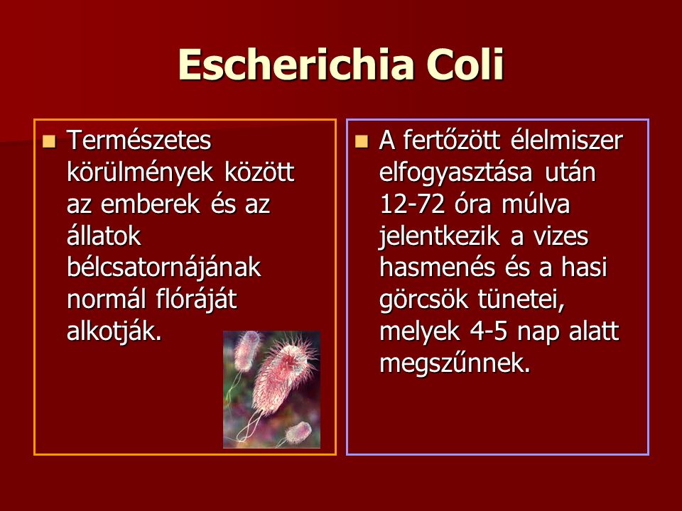 Escherichia Coli Természetes körülmények között az emberek és az állatok bélcsatornájának normál flóráját alkotják.