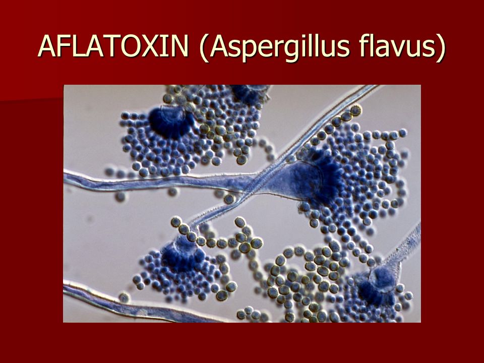AFLATOXIN (Aspergillus flavus)