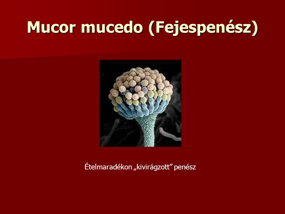 Mucor mucedo (Fejespenész) Ételmaradékon „kivirágzott penész