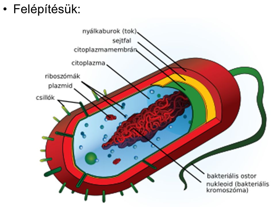parazita sejtek szerkezete