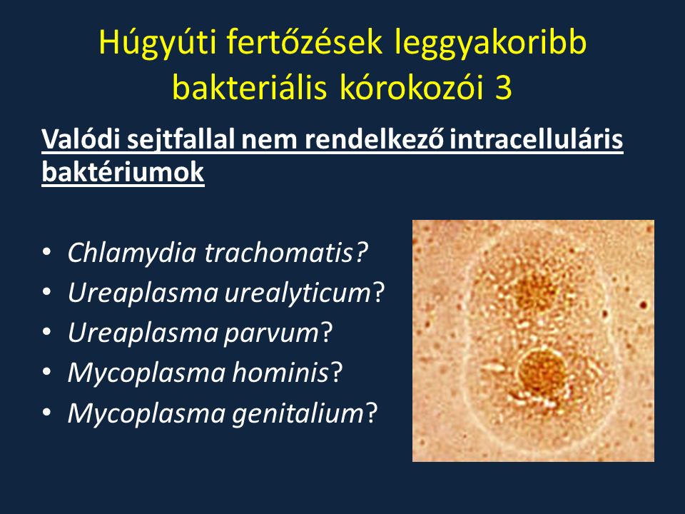 klebsiella oxytoca baktérium macskánál