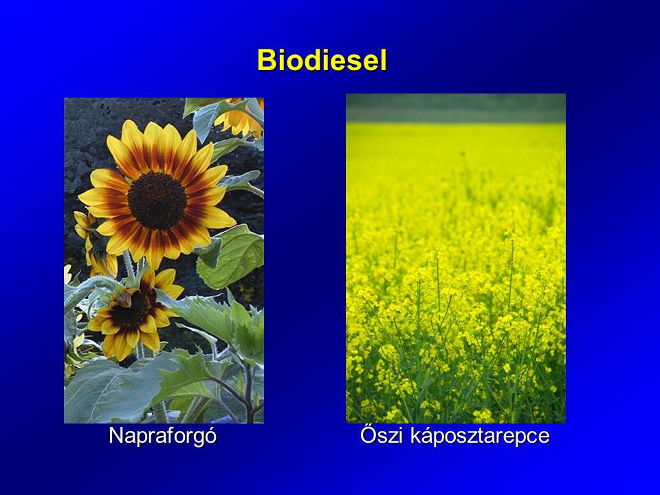 Biodiesel Napraforgó Őszi káposztarepce