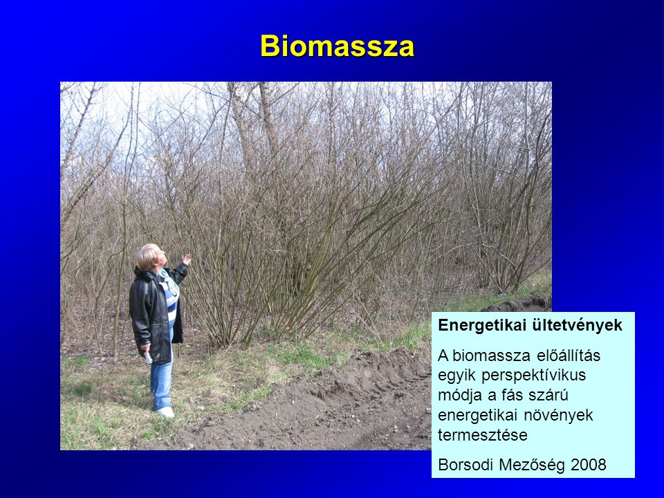 Energetikai ültetvények A biomassza előállítás egyik perspektívikus módja a fás szárú energetikai növények termesztése Borsodi Mezőség 2008 Biomassza