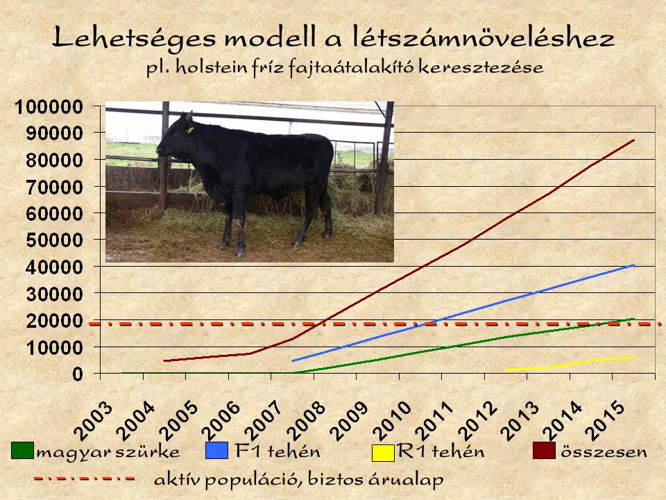 Lehetséges modell a létszámnöveléshez összesenF1 tehénmagyar szürkeR1 tehén aktív populáció, biztos árualap pl.