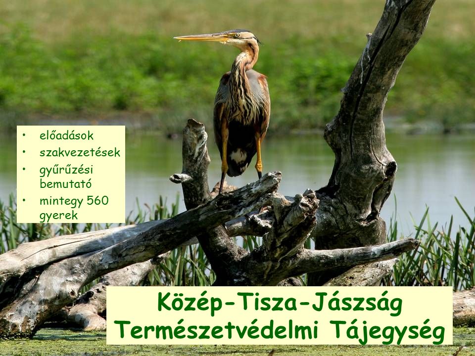 Közép-Tisza-Jászság Természetvédelmi Tájegység előadások szakvezetések gyűrűzési bemutató mintegy 560 gyerek