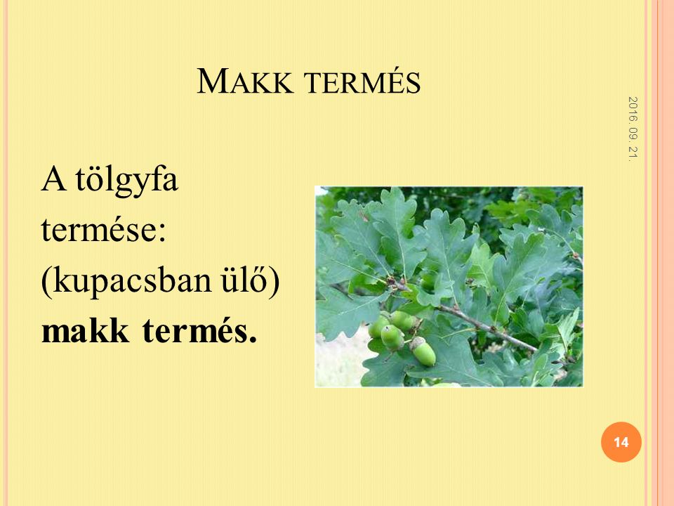 M AKK TERMÉS A tölgyfa termése: (kupacsban ülő) makk termés.