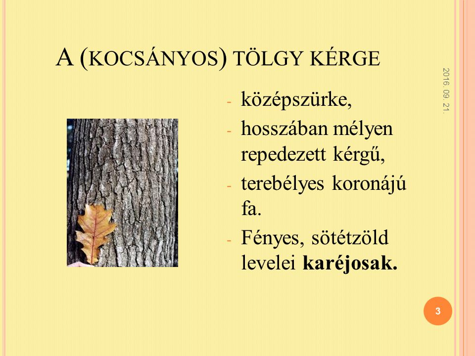 A ( KOCSÁNYOS ) TÖLGY KÉRGE - középszürke, - hosszában mélyen repedezett kérgű, - terebélyes koronájú fa.
