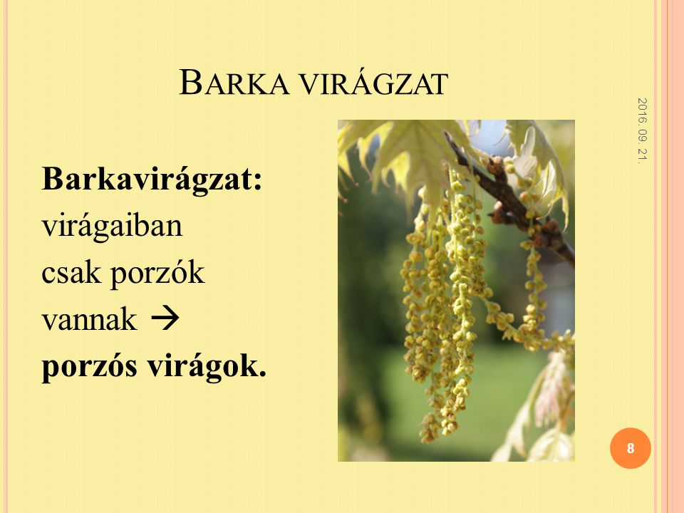 B ARKA VIRÁGZAT Barkavirágzat: virágaiban csak porzók vannak  porzós virágok.