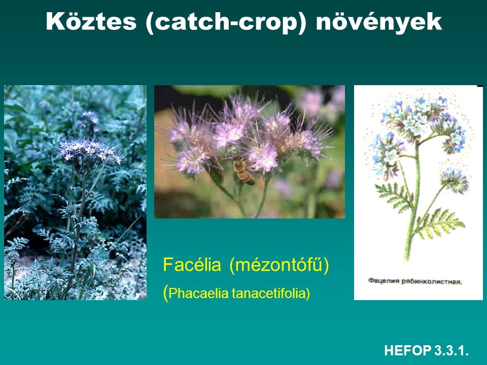 HEFOP Facélia (mézontófű) ( Phacaelia tanacetifolia) Köztes (catch-crop) növények