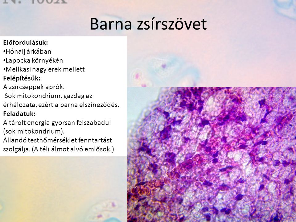 Barna zsírszövet Előfordulásuk: Hónalj árkában Lapocka környékén Mellkasi nagy erek mellett Felépítésük: A zsírcseppek aprók.