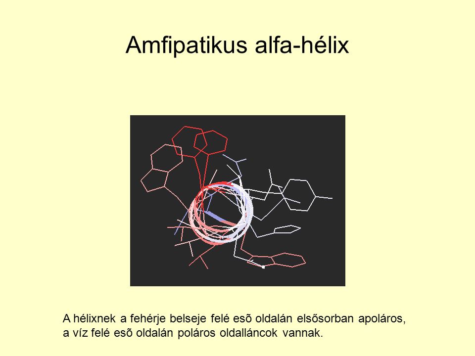 Amfipatikus alfa-hélix A hélixnek a fehérje belseje felé esõ oldalán elsősorban apoláros, a víz felé esõ oldalán poláros oldalláncok vannak.
