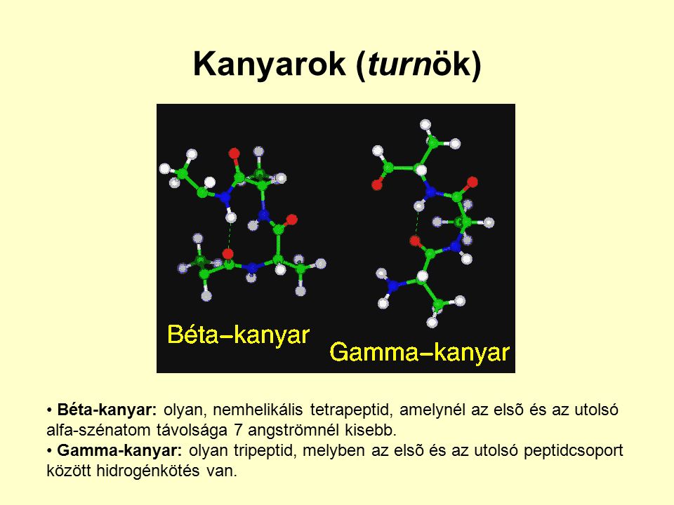 Kanyarok (turnök) Béta-kanyar: olyan, nemhelikális tetrapeptid, amelynél az elsõ és az utolsó alfa-szénatom távolsága 7 angströmnél kisebb.