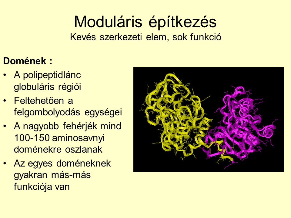 Moduláris építkezés Kevés szerkezeti elem, sok funkció Domének : A polipeptidlánc globuláris régiói Feltehetően a felgombolyodás egységei A nagyobb fehérjék mind aminosavnyi doménekre oszlanak Az egyes doméneknek gyakran más-más funkciója van