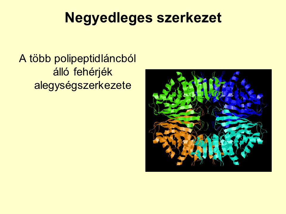Negyedleges szerkezet A több polipeptidláncból álló fehérjék alegységszerkezete