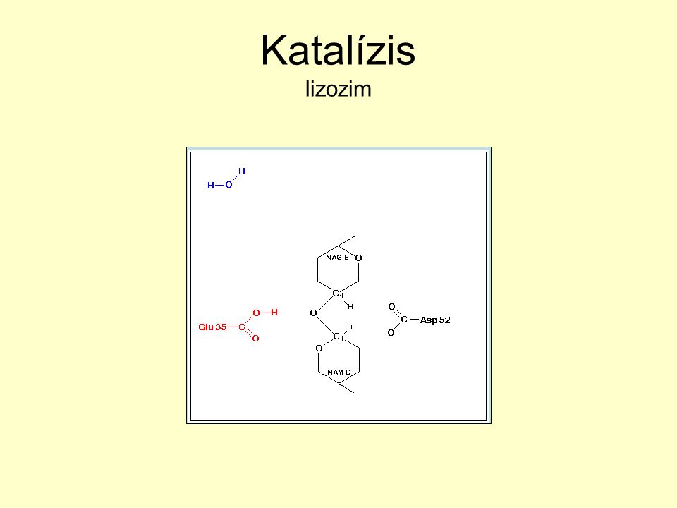 Katalízis lizozim