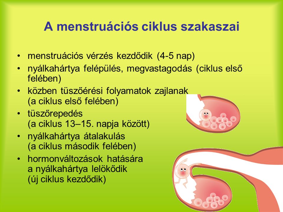 első menstruáció felvilágosítás
