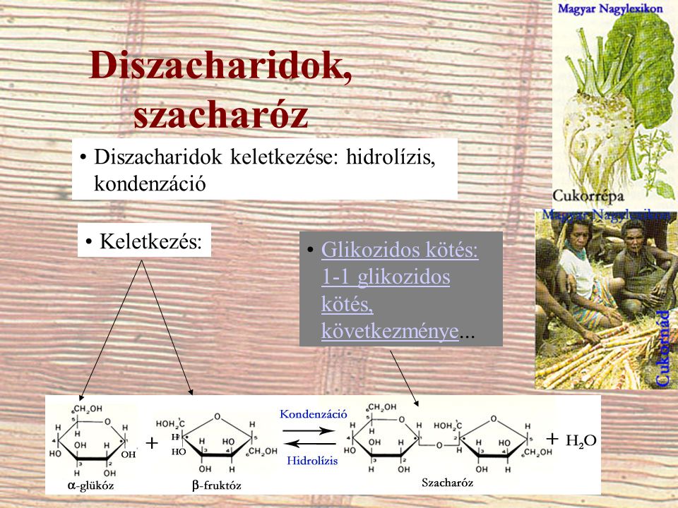 Diszacharidok, szacharóz Diszacharidok keletkezése: hidrolízis, kondenzáció Keletkezés: Glikozidos kötés: 1-1 glikozidos kötés, következménye...Glikozidos kötés: 1-1 glikozidos kötés, következménye