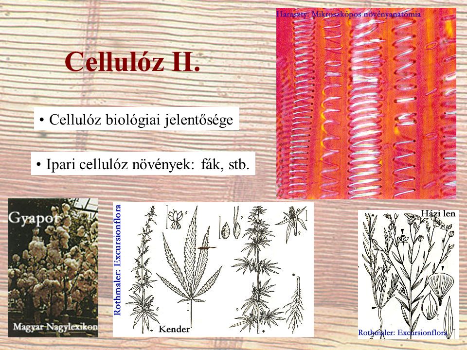 Cellulóz II. Cellulóz biológiai jelentősége Ipari cellulóz növények: fák, stb.