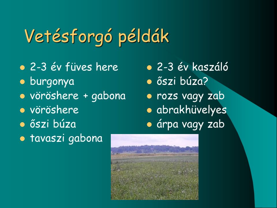 Vetésforgó példák 2-3 év füves here burgonya vöröshere + gabona vöröshere őszi búza tavaszi gabona 2-3 év kaszáló őszi búza.