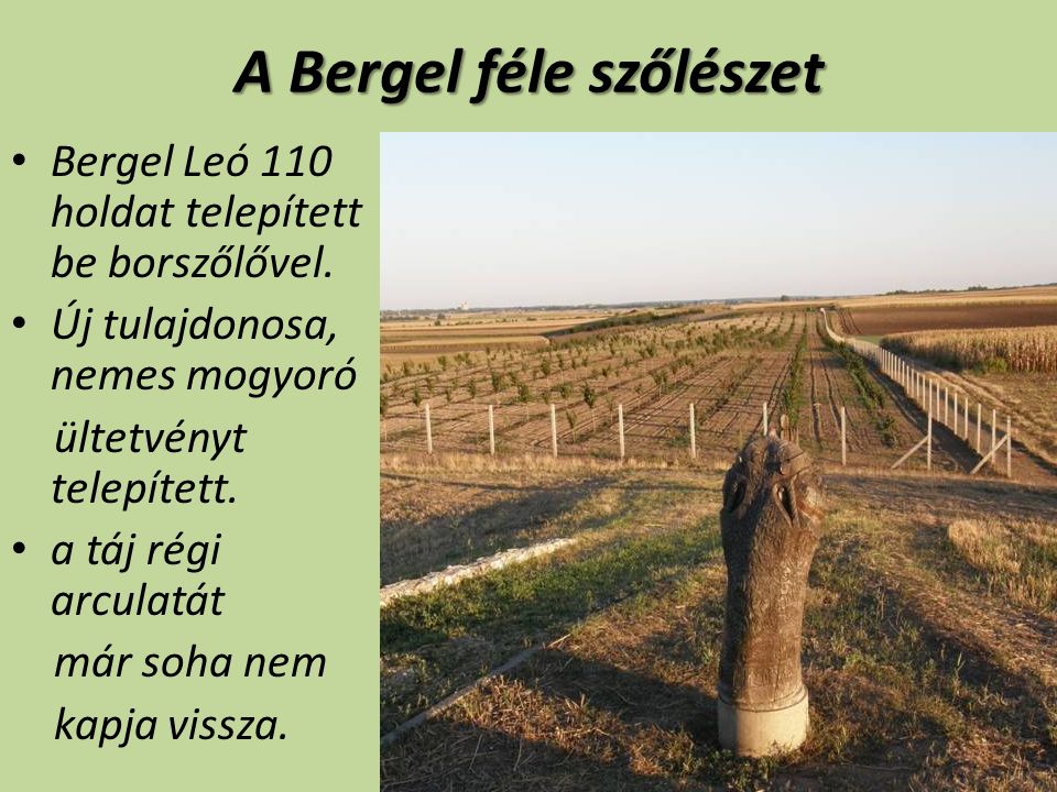 A Bergel féle szőlészet Bergel Leó 110 holdat telepített be borszőlővel.