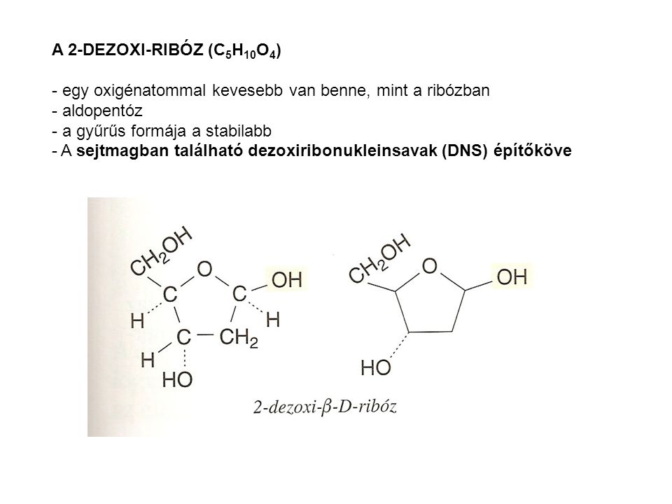A 2-DEZOXI-RIBÓZ (C 5 H 10 O 4 ) - egy oxigénatommal kevesebb van benne, mint a ribózban - aldopentóz - a gyűrűs formája a stabilabb - A sejtmagban található dezoxiribonukleinsavak (DNS) építőköve