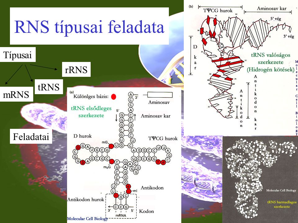 RNS felépítése Kémiai felépítése Egyszálú, Hurkokat képez, Különleges bázisok