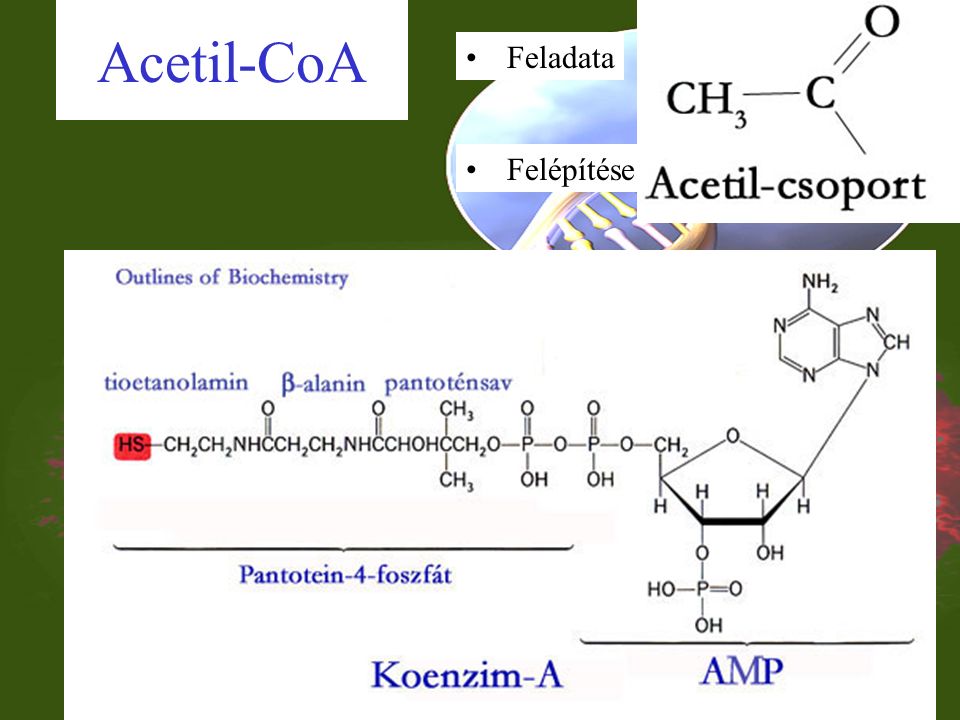 Biológiailag fontos nukleotidok: koenzimek Energia szállító és raktározó nukleotidok ATP, (GTP, CTP, TTP, UTP) Enzim folyamatokban szerepet kapó nukleotidok cAMP Kémiai csoportokat szállító nukleotidok Acetil csoportot szállító: acetil-CoA H +, és e - szállító nukleotidok NAD(P), FAD Jelentése