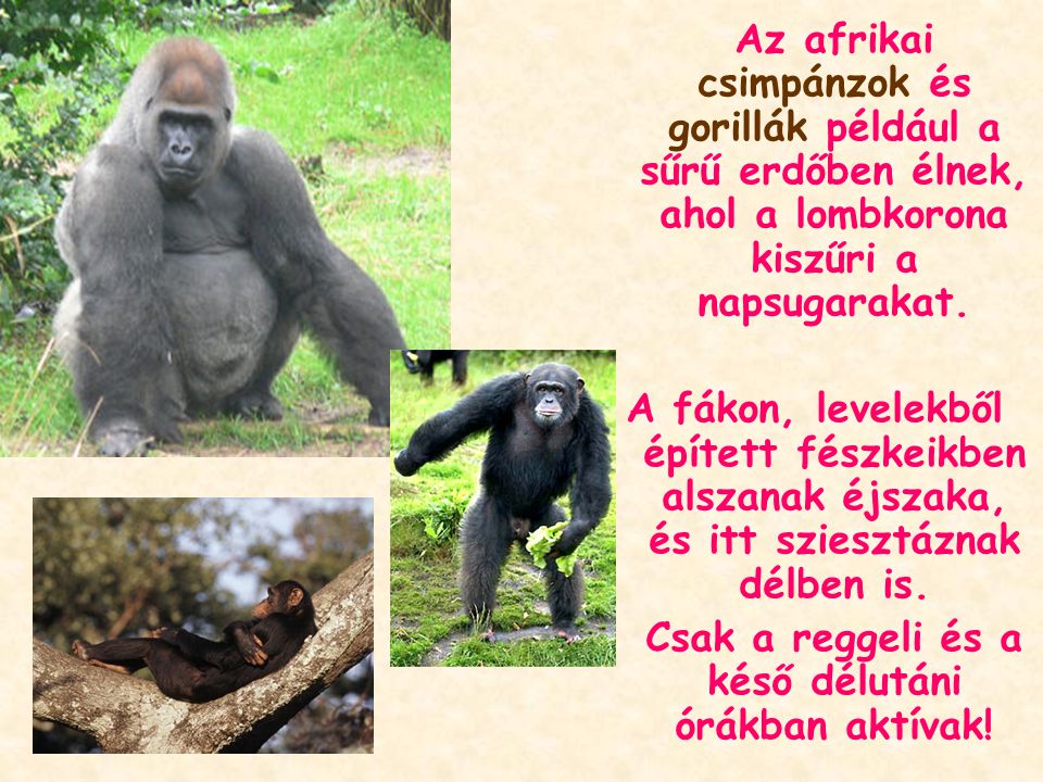Az afrikai csimpánzok és gorillák például a sűrű erdőben élnek, ahol a lombkorona kiszűri a napsugarakat.