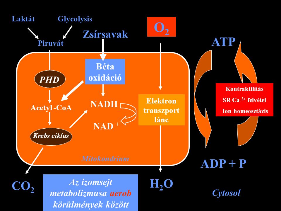 Mitokondrium PHD Krebs ciklus Acetyl -CoA Piruvát LaktátGlycolysis CO 2 Béta oxidáció NADH NAD + Zsírsavak Elektron transzport lánc O2O2 H2OH2O Cytosol ATP ADP + P Kontraktilitás SR Ca 2+ felvétel Ion-homeosztázis Az izomsejt metabolizmusa aerob körülmények között