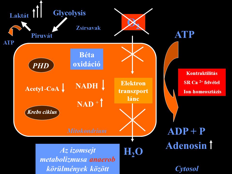 Mitokondrium PHD Krebs ciklus Acetyl -CoA Piruvát Laktát Glycolysis Béta oxidáció NADH NAD + Zsírsavak Elektron transzport lánc O2O2 H2OH2O Cytosol ATP ADP + P Adenosin Kontraktilitás SR Ca 2+ felvétel Ion-homeosztázis Az izomsejt metabolizmusa anaerob körülmények között ATP
