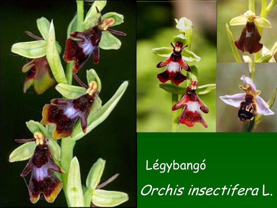 Orchis insectifera L. Légybangó