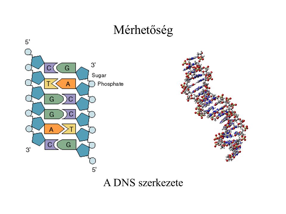 Mérhetőség A DNS szerkezete