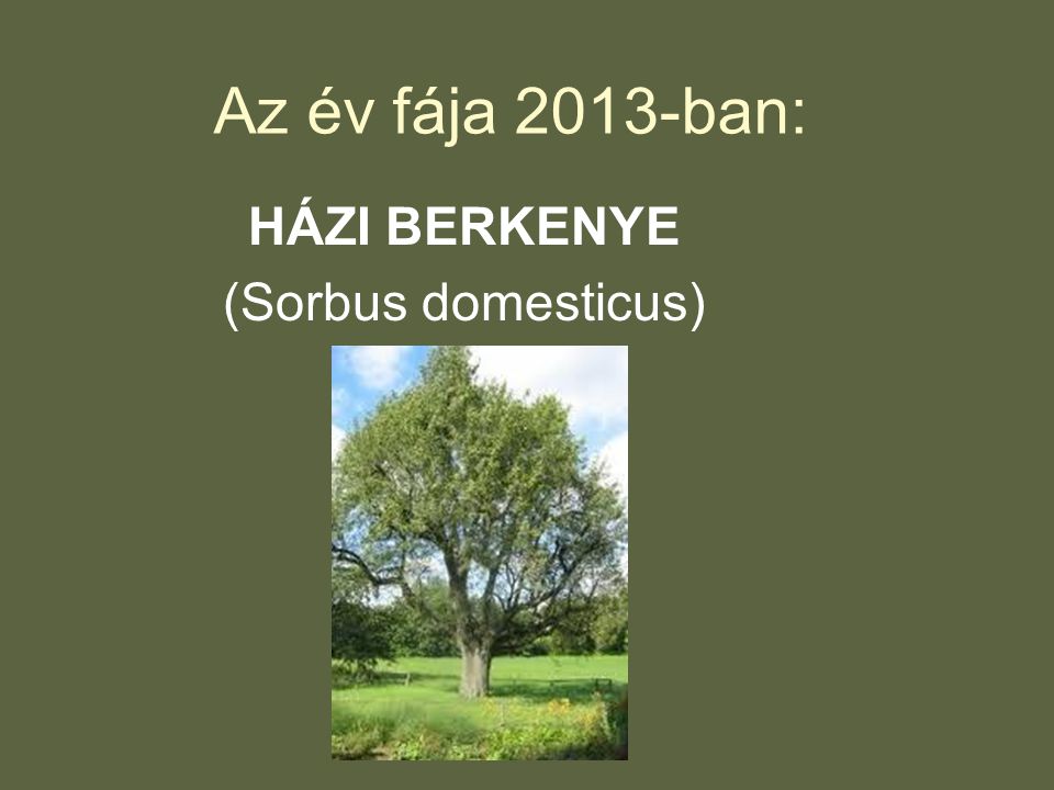 Az év fája 2013-ban: HÁZI BERKENYE (Sorbus domesticus)