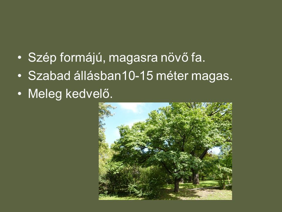 •Szép formájú, magasra növő fa. •Szabad állásban10-15 méter magas. •Meleg kedvelő.