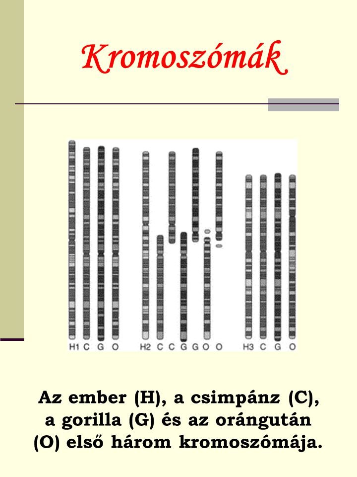 Kromoszómák Az ember (H), a csimpánz (C), a gorilla (G) és az orángután (O) első három kromoszómája.