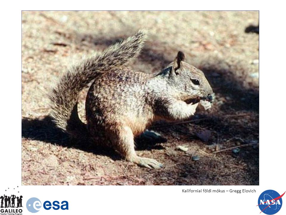 Kaliforniai földi mókus – Gregg Elovich