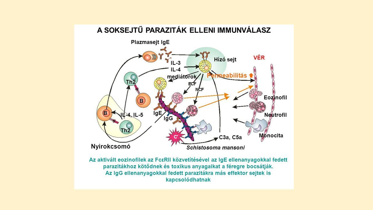 parazita sejtek szerkezete